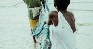 Fishermen working together to pull a fishing net from the sea on a beach in Kumasi, Ghana.