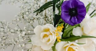 Close-up of beautiful floral arrangement featuring white tulips, purple anemone, and baby's breath.