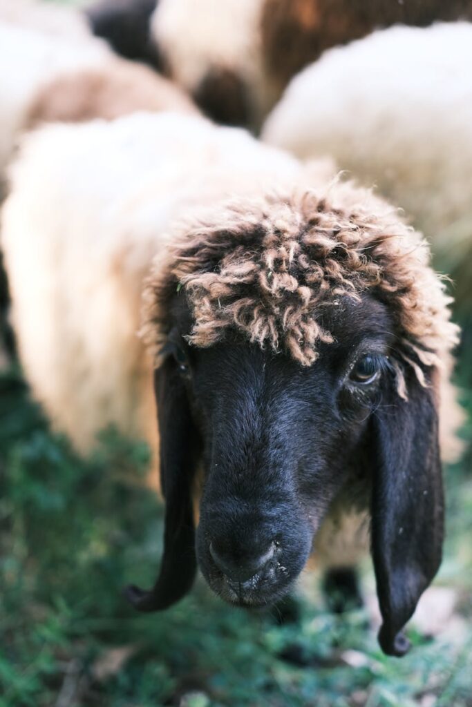 Ewe Proverbs and Their Teachings