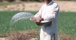 A farmer manually watering crops in a lush green field on a sunny day.