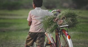 Young boy holding bicycle with grass bundle in rural Peravurani, India.