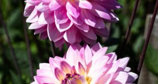 Free stock photo of aesthetic, aesthetic flowers, beautiful