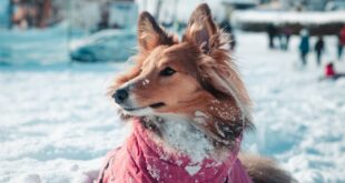 A cute Collie dog in a pink coat playing in the snowy landscape of Megève, France.