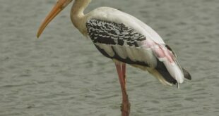 A painted stork wading in the wetlands of Ahmedabad, Gujarat, India.