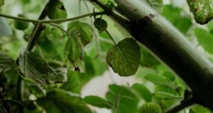 Detailed view of vibrant greenery and branch in Accra, showcasing lush nature.