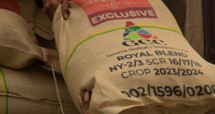 Hands loading sacks of coffee beans labeled Royal Blend for storage and transport.