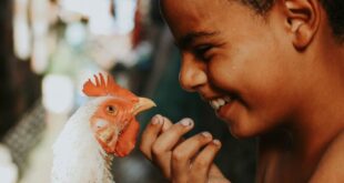 A boy joyfully interacting with his chicken in a rural outdoor setting, showcasing bond.