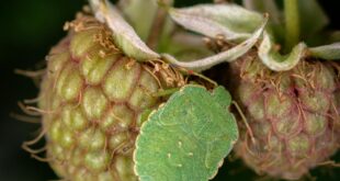 Detailed macro shot of unripe raspberries with leaves, capturing intricate textures and colors.