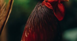 Detailed close-up portrait of a vibrant rooster outdoors, showcasing vivid colors and textures.