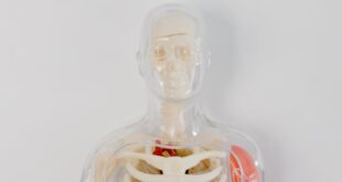 Detailed anatomical model showcasing human skeletal and muscular systems.
