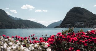 Picturesque view of Lake Lugano with vibrant flowers in the foreground.