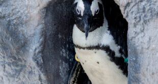 Close-up of a penguin in a snowy rocky enclosure, showcasing winter wildlife.