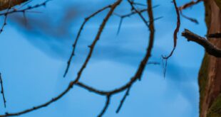 Free stock photo of africa, africa travel, africa wildlife