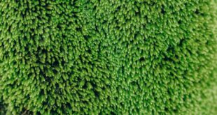 Detailed close-up of vibrant green moss texture for natural background use.