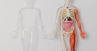A human anatomy model with visible skeleton and organs on a plain white backdrop for educational purposes.