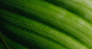 Detailed macro shot of a lush green leaf showcasing its natural texture and veining.